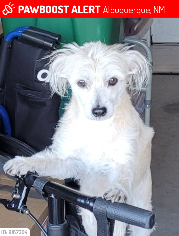 Lost Female Dog last seen Ashland and Stadler Ave , Albuquerque, NM 87114