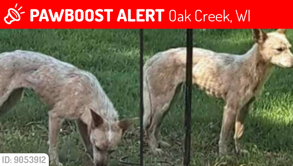 Lost Female Dog last seen Near ad Ryan Rd, Oak Creek, WI 53154