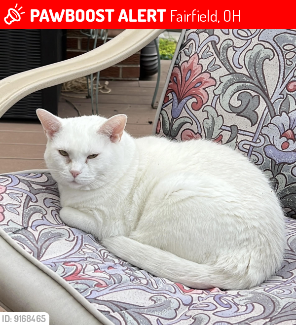Lost Female Cat last seen Redwood Drive & Magie Avenue, Fairfield, OH 45014