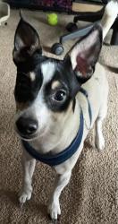 Lost Male Dog last seen St. Rd. 19 Nappanee, Nappanee, IN 46550