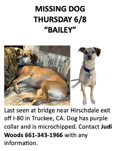Lost Female Dog last seen Hwy 80  Hirschdale exit, Truckee, CA 96161