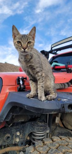 Lost Female Cat last seen Crystal Peak , Cold Springs, NV 89508