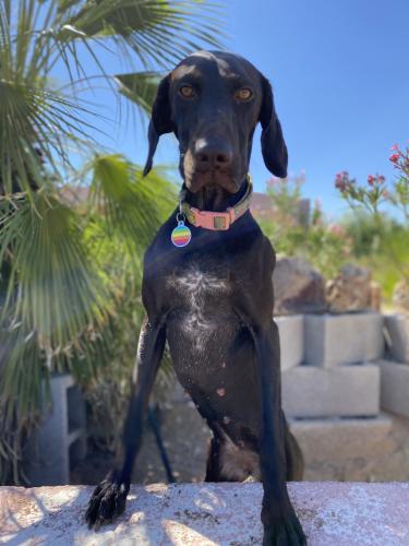 Lost Female Dog last seen Shannon and Magee, Tucson, AZ 85742
