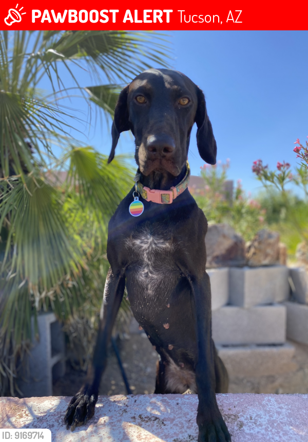 Lost Female Dog last seen Shannon and Magee, Tucson, AZ 85742