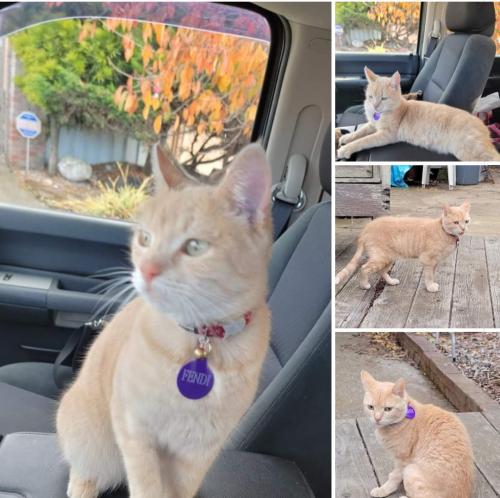 Lost Female Cat last seen Near block of Anza near Desolo, Pacifica, CA 94044