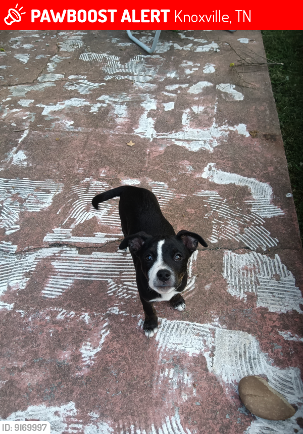 Craigslist Pets Knoxville Tn