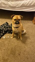 Lost Male Dog last seen Esperanza at Palo Alto, San Antonio, TX 78224