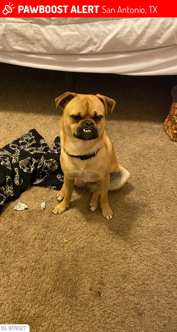 Lost Male Dog last seen Esperanza at Palo Alto, San Antonio, TX 78224