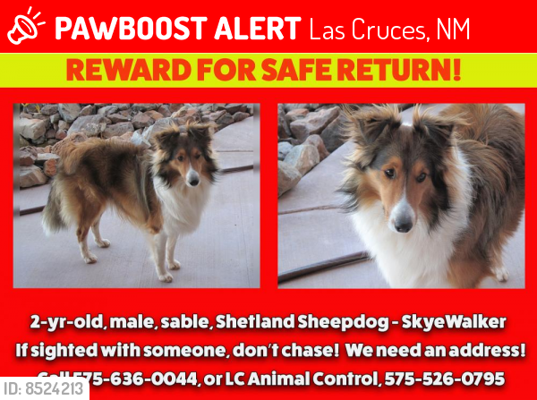 Lost Male Dog last seen Las Cruces, NM, Las Cruces, NM 88001