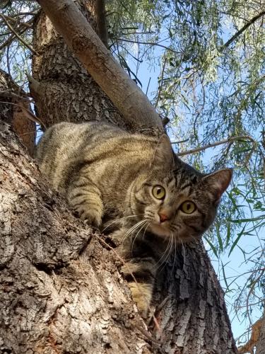 Lost Female Cat last seen 15th Lane and Rosegarden , Phoenix, AZ 85027