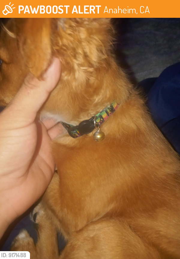 Found/Stray Male Dog last seen Haster and orangewood anaheim, Anaheim, CA 92802
