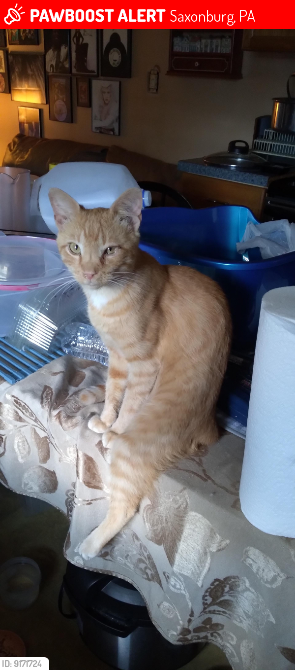Lost Male Cat last seen Saxonburg blvd, cherry valley rd, Saxonburg, PA 16056