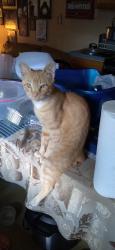 Lost Male Cat last seen Saxonburg blvd, cherry valley rd, Saxonburg, PA 16056