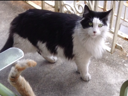 Lost Female Cat last seen Kingsbridge Rd. Bronx New York 10468, The Bronx, NY 10463