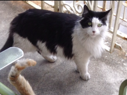 Lost Female Cat last seen Kingsbridge Rd. Bronx New York 10468, The Bronx, NY 10468