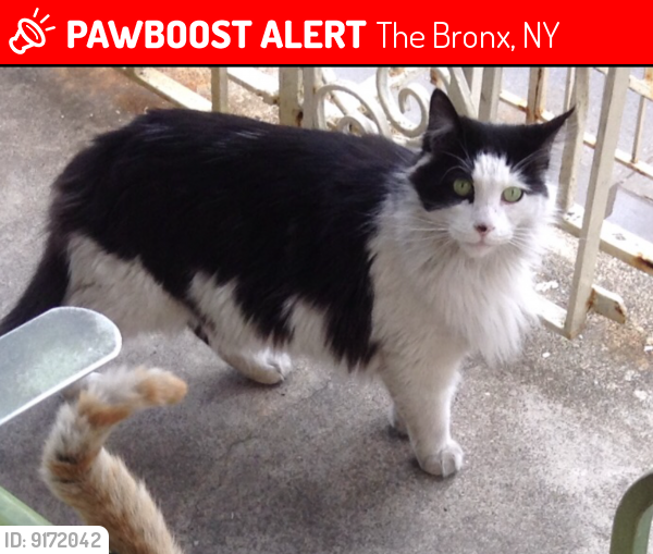 Lost Female Cat last seen Kingsbridge Rd. Bronx New York 10468, The Bronx, NY 10468