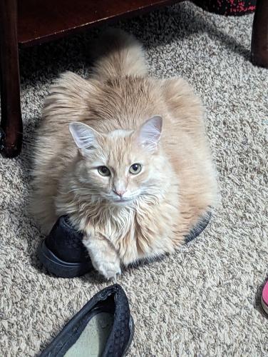 Lost Female Cat last seen 15th and Bosart, Indianapolis, IN 46201