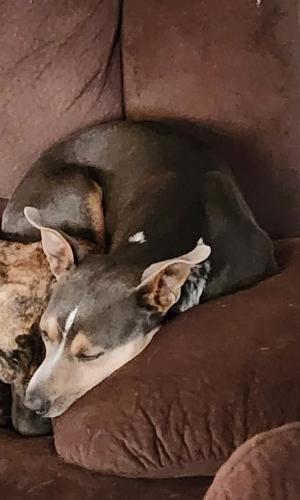 Lost Female Dog last seen Greeley west park, Greeley, CO 80634
