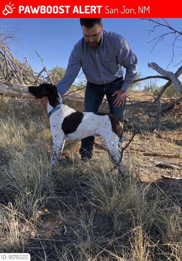 Lost Male Dog last seen Near Route 66 San Jon NM, San Jon, NM 88434