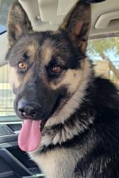 Reunited Unknown Dog last seen Yucca Loma & Kiowa, Apple Valley, CA 92395