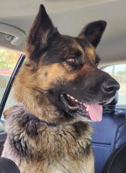 Reunited Unknown Dog last seen Yucca Loma & Kiowa, Apple Valley, CA 92395