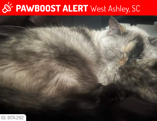 Lost Female Cat last seen King Charles crt Castlewood , West Ashley, SC 29407
