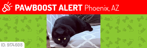 Lost Female Cat last seen 40th Street and Sunland Drive or Roeser , Phoenix, AZ 85040