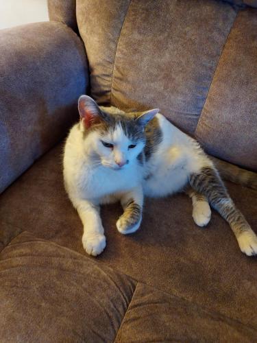 Lost Female Cat last seen 109th street and Miami, Crown Point, IN 46307