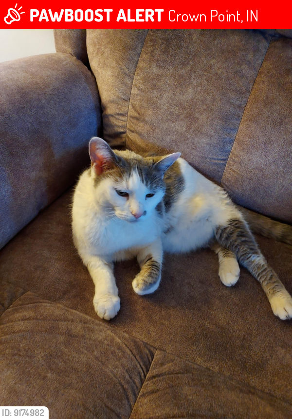 Lost Female Cat last seen 109th street and Miami, Crown Point, IN 46307