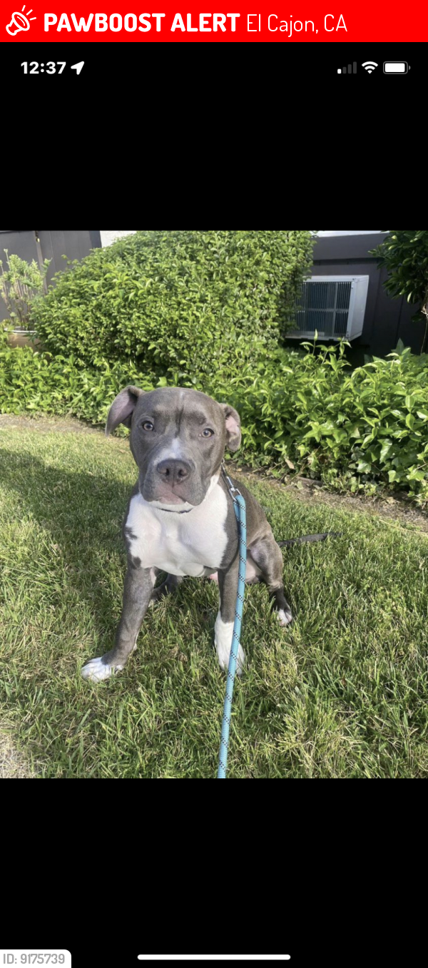 Lost Male Dog in El Cajon, CA 92020 Named Kono (ID 9175739) PawBoost