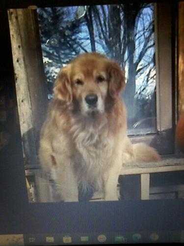 Lost Male Dog last seen Lower Podunk in Wardsboro,Vt., Wardsboro, VT 05355