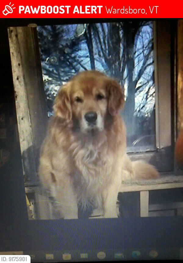 Lost Male Dog last seen Lower Podunk in Wardsboro,Vt., Wardsboro, VT 05355