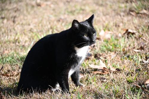 Lost Male Cat last seen Austin Avenue and Pace Valley Rd, Easley, SC 29640