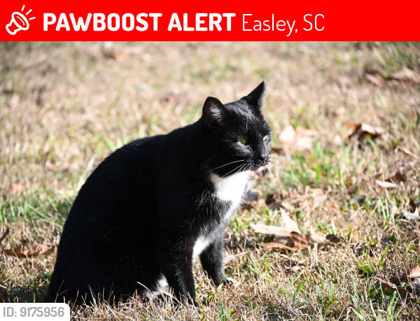 Lost Male Cat last seen Austin Avenue and Pace Valley Rd, Easley, SC 29640