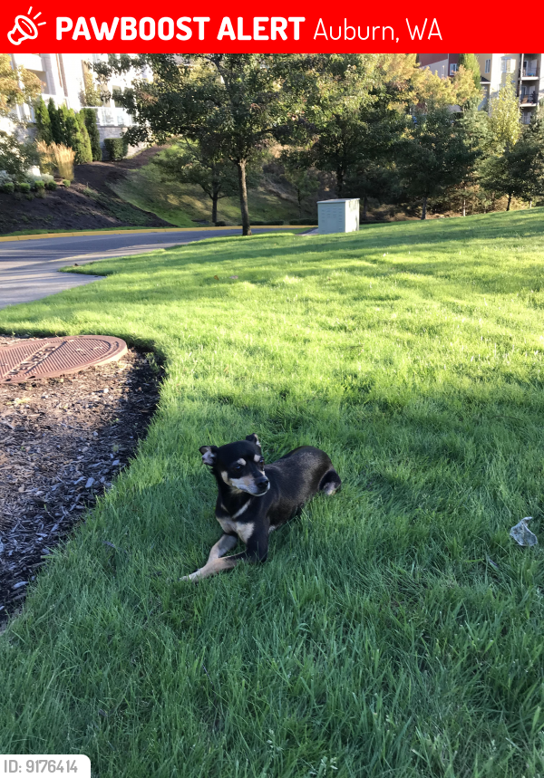 Lost Male Dog last seen Belara Lakeland apmts, Auburn, WA 98092