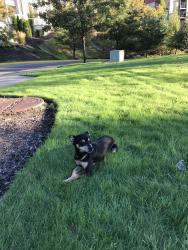 Lost Male Dog last seen Belara Lakeland apmts, Auburn, WA 98092