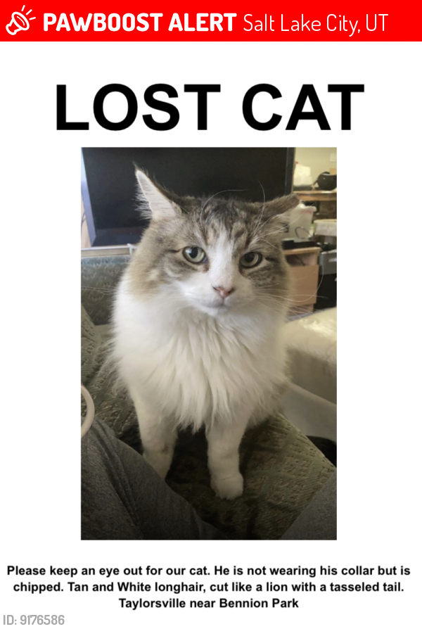 Lost Male Cat in Salt Lake City, UT 84118 Named Henny (ID 9176586
