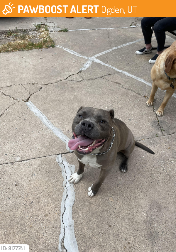 Found/Stray Female Dog in Ogden, UT 84403 (ID 9177741) PawBoost