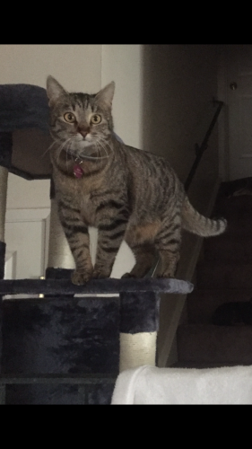 Lost Female Cat last seen Madrone street and gentrytown dr., Antioch, CA 94509