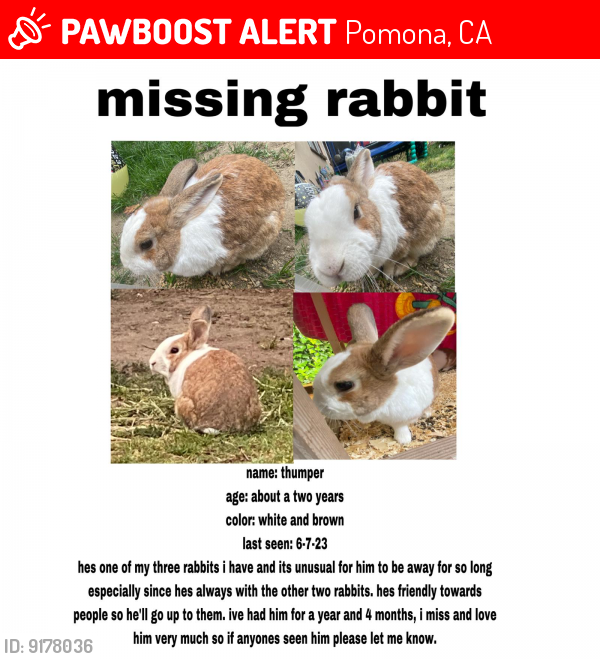 Missing rabbit 2024 near me