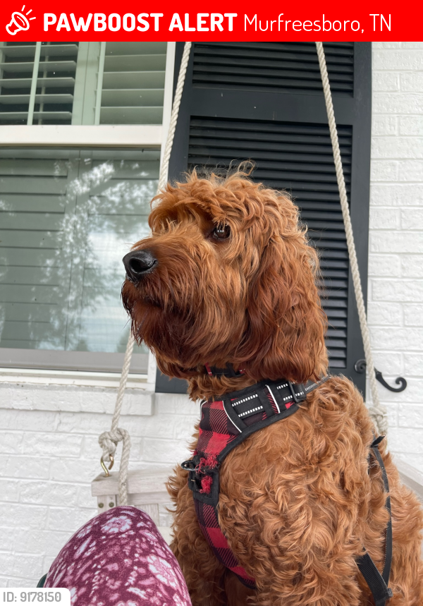 Lost Female Dog last seen Barfield rd/veterans, Murfreesboro, TN 37128