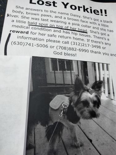 Lost Female Dog last seen 221st Sauk village , Sauk Village, IL 60411