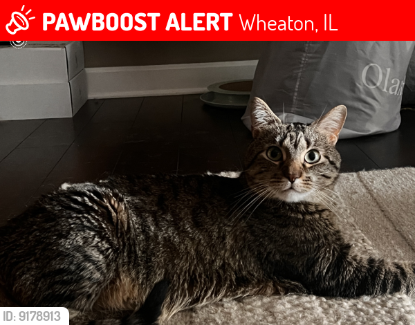 Lost Male Cat last seen Near atten park in Wheaton , Wheaton, IL 60189