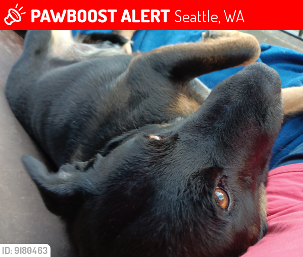Lost Male Dog last seen Land Rover, Hwy 99, WA 98134