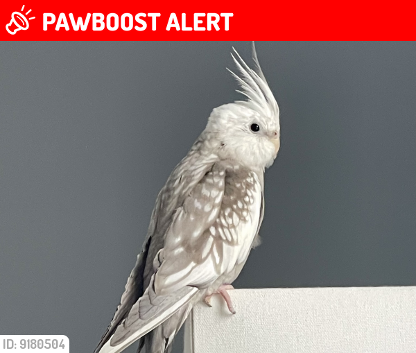 Lost Male Bird last seen Noble Rd / Woodridge Rd. , Cleveland Heights, OH 44121