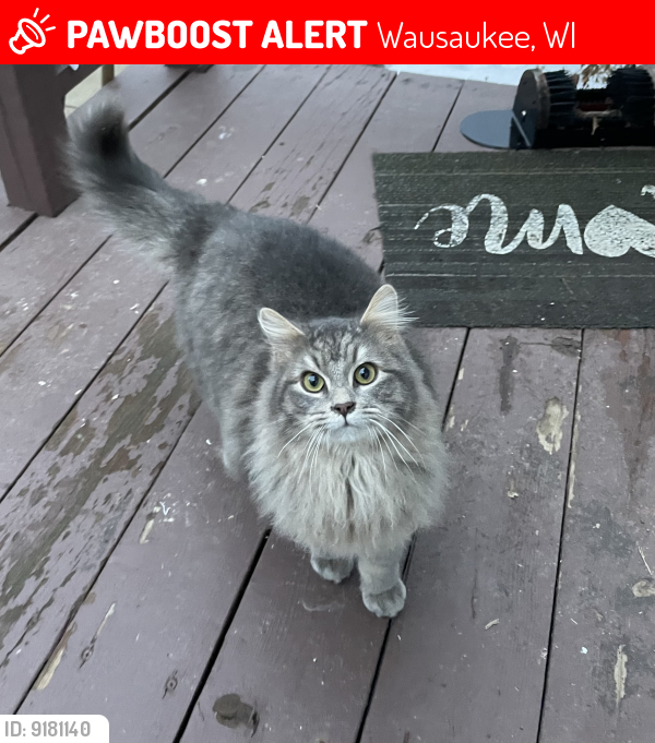 Lost Male Cat last seen North Ave/Kafka Rd, Faxton St, Wausaukee, WI 54177