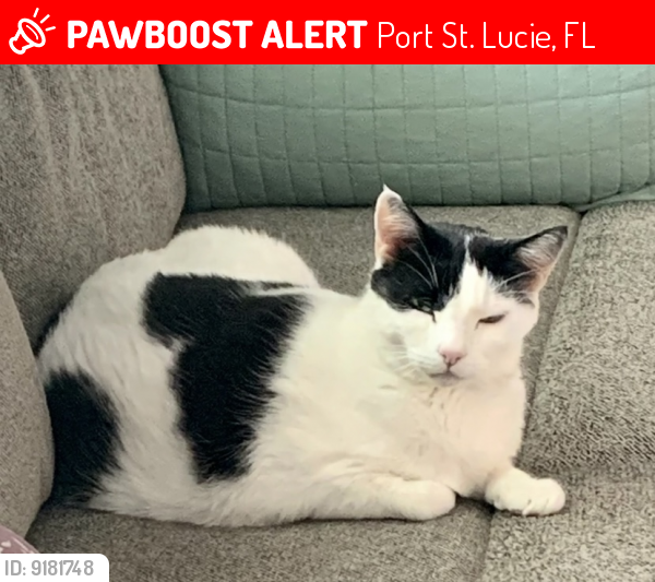 Lost Male Cat last seen SE Voltair Terr & SE Biddle Ln, Port St. Lucie, FL 34983
