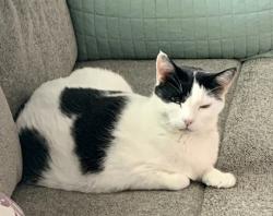 Lost Male Cat last seen SE Voltair Terr & SE Biddle Ln, Port St. Lucie, FL 34983