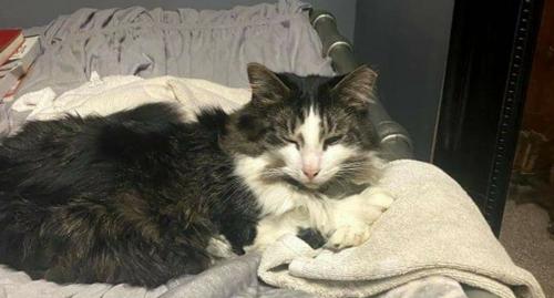 Lost Male Cat last seen Rt. 94, South Middleton Township, PA 17324