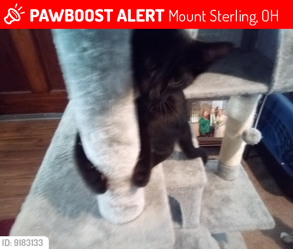 Lost Male Cat last seen Five Points Pike and US 62, Mount Sterling, OH 43143